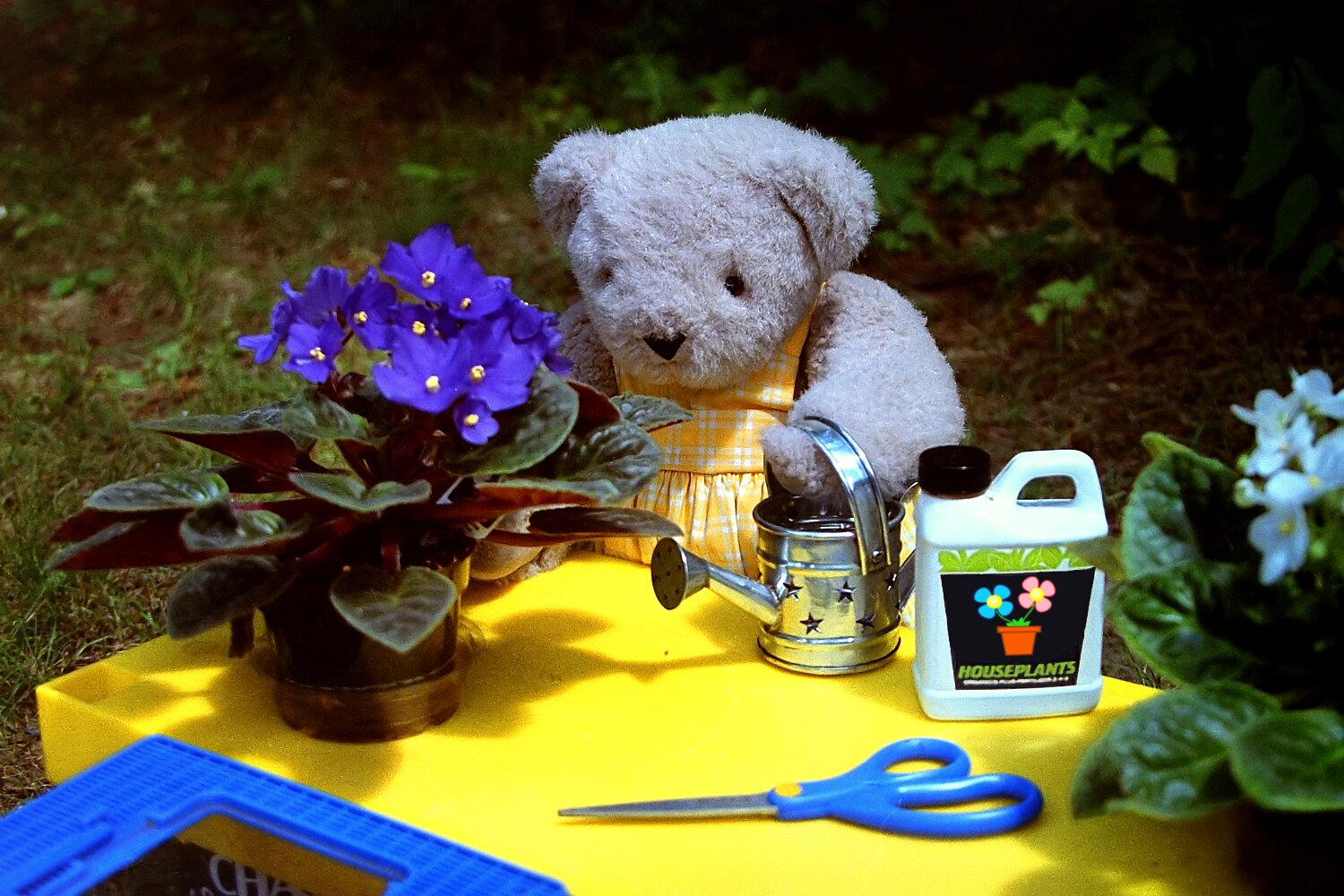 Tending to the plants