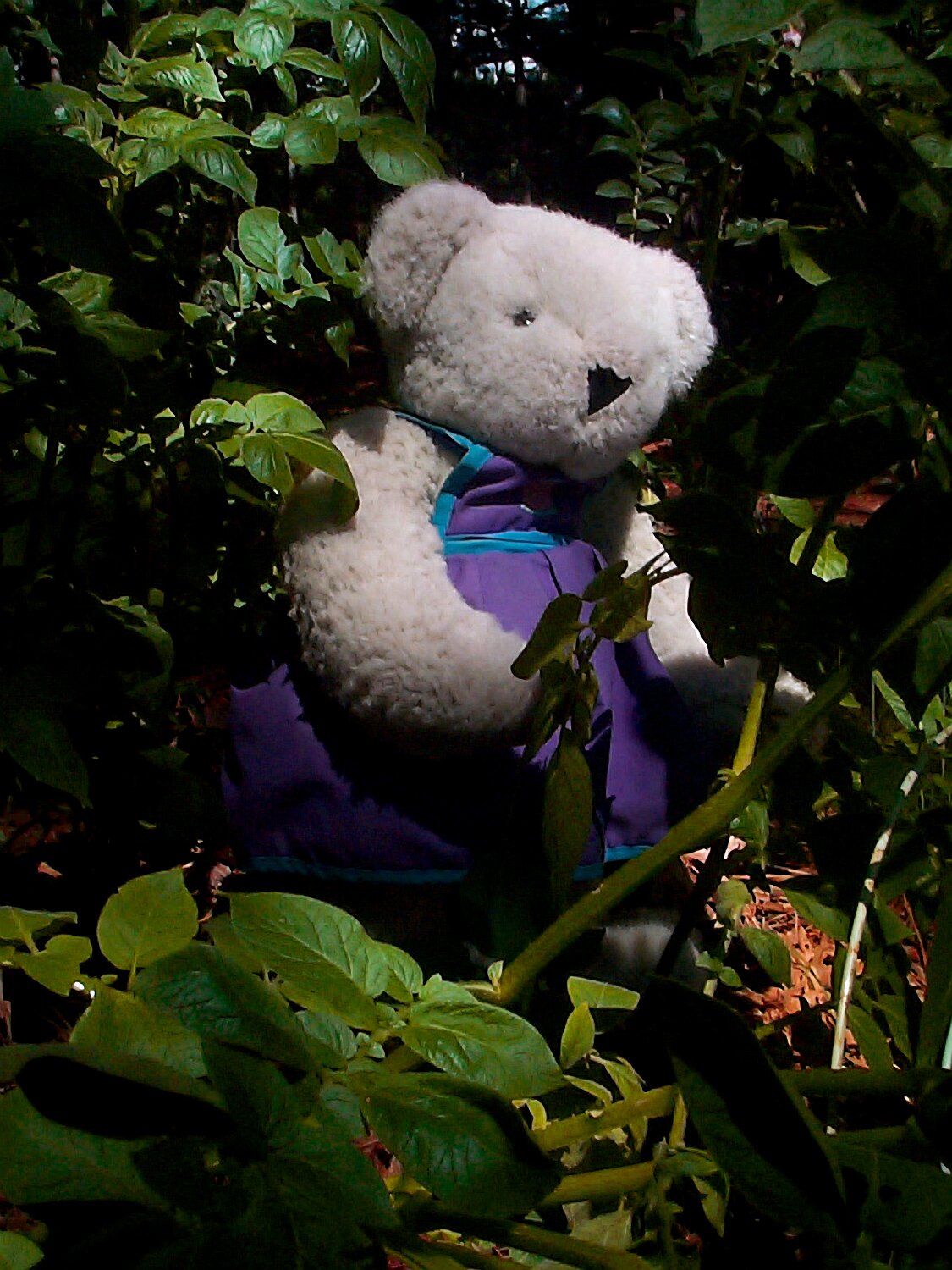 Tilly-Bear exploring the forest